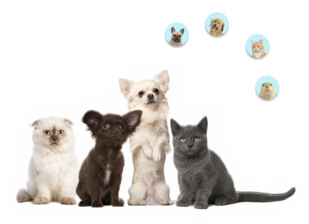 Política de cookies